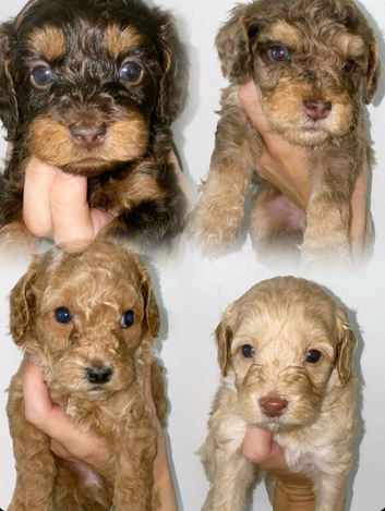 Unique Cavapoos pups