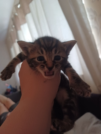British short hair and bengal mixed