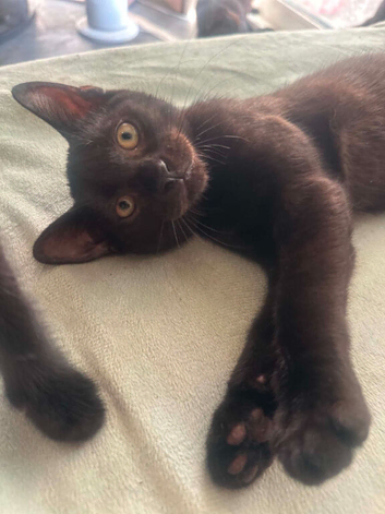 6 Beautiful Black Kittens Ready For Their Forever Homes