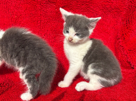 Farm raised kittens