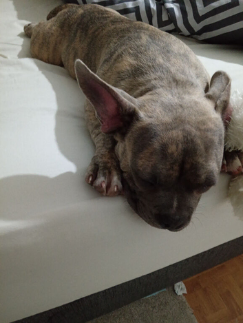 French bulldog cross male puppy