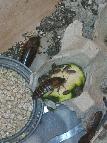 Baby dubia roaches for sale
