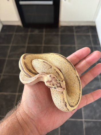 Female pastel puma 100% het pied for sale