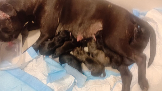 Puppy staff