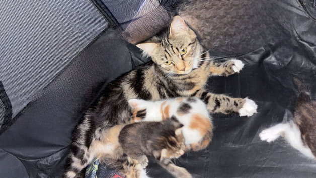 5 adorable kittens