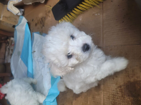 Bichon frise
