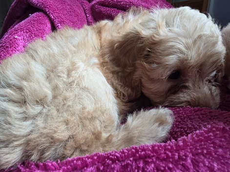 3 beautiful cockerpoo puppies for sale