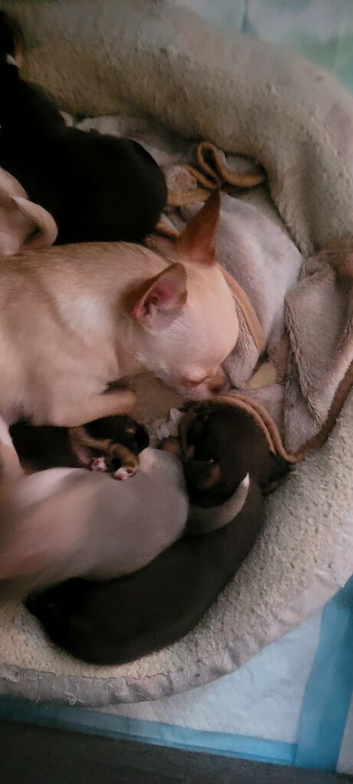 Toy mini chihuahuas puppies