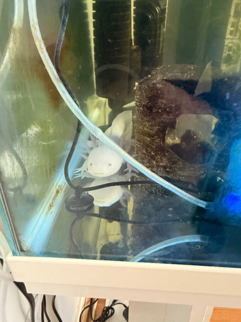 Axolotl plus set up