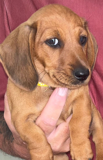 Beautiful traditionally bred puppies