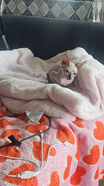 White choclate ears sphynx