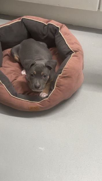Blue Staffordshire bull terrier