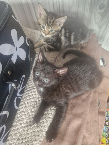 Kittens