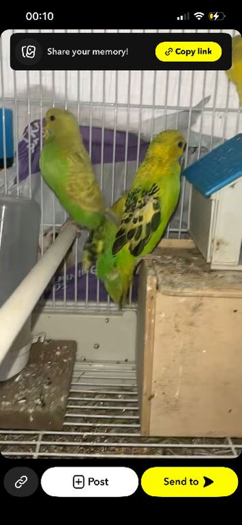 Baby budgies mix colour