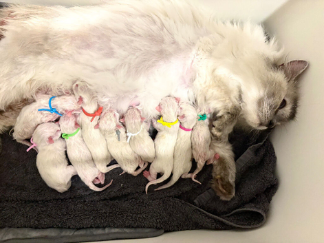 A beautiful litter of 9 Ragdolls