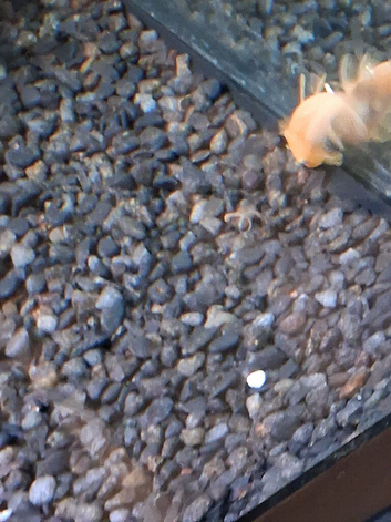 Bristle nose plecs  babies