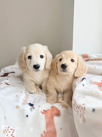 Kc reg miniature dachshund boys