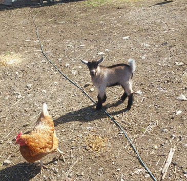 4 Pygmy Goats for sale