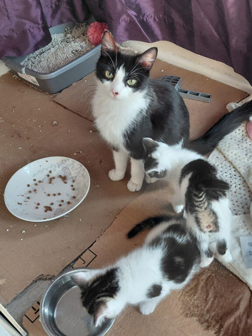 Beautiful kittens 2 boy 4 girls ready for homes