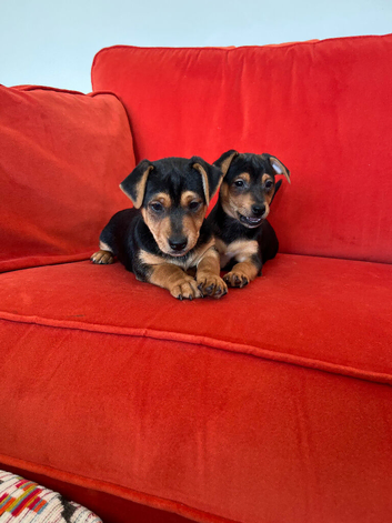 Beautiful smooth small black & tan Jack Russell puppies