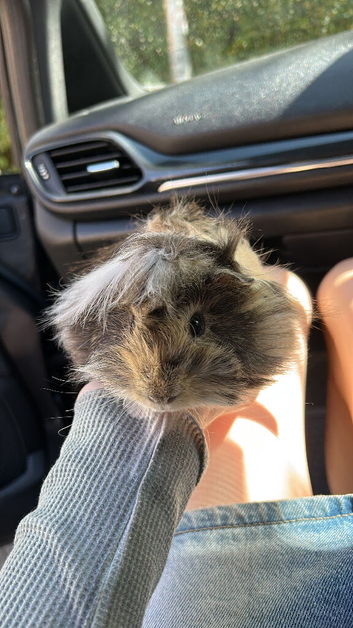 gorgeous Von the long haired peurvian piggy