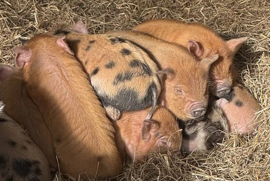 Beautiful kunekune piglets