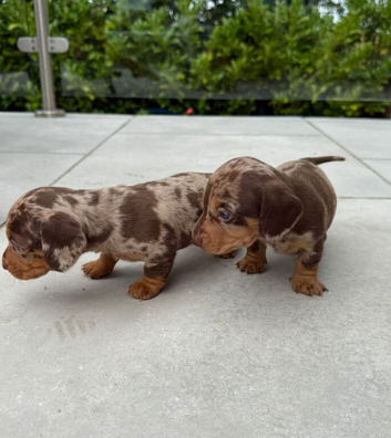 Gorgeous Dachshund Puppies &ndash; Available for Loving Homes