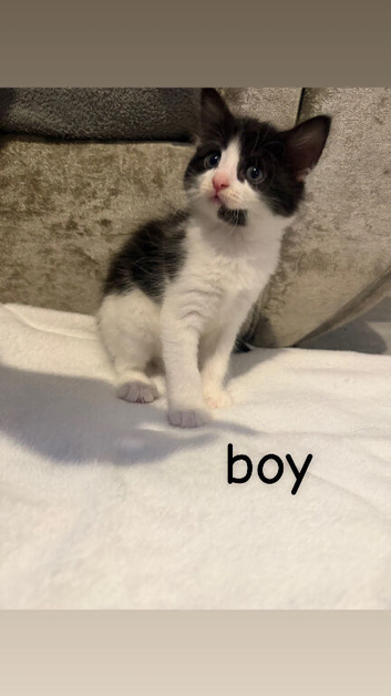 5 kittens