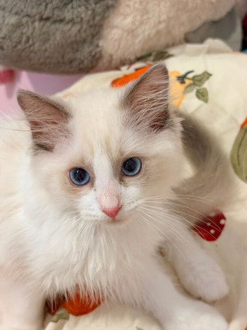 Reduced tica ragdoll kittens