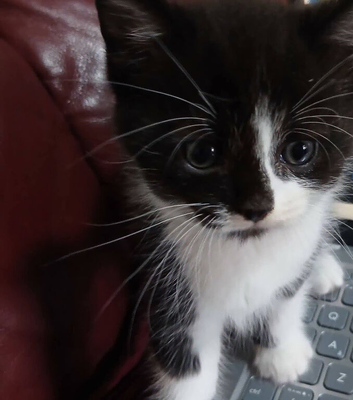 Domestic shorthair