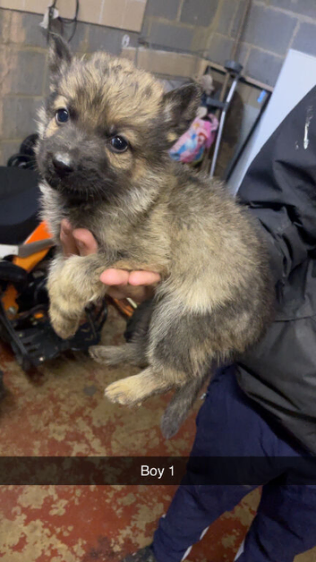 5 lovely German Shepard boys left to go