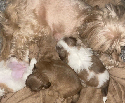 Beautiful litter of Shih Tzus imperial