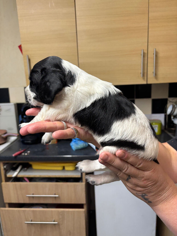 Male sprocker puppy
