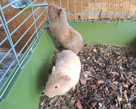 2 x Baby Guinea Pigs Brothers