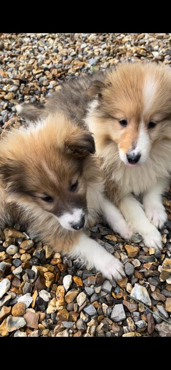 Rough collie lassie puppies