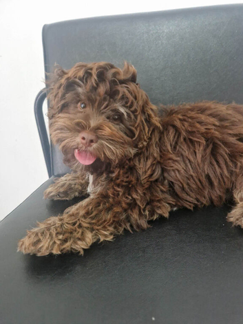 Chocolate tan maltipoo