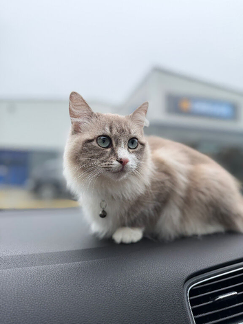 Mixed Ragdoll for Sale