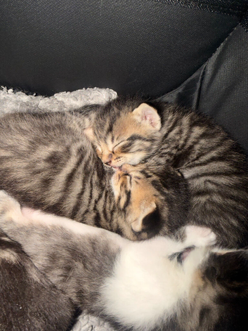 4 beautiful kittens