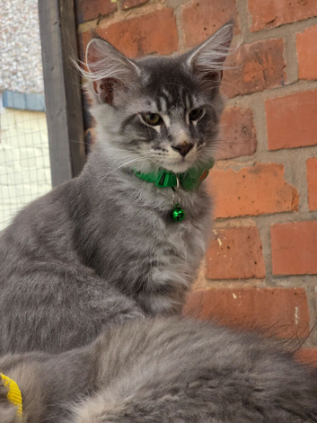 Maine Coon TICA registered Champiom Bloodline Kittens for Sale