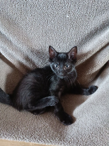 Sweet All-Black Kitten Looking for a Forever Home