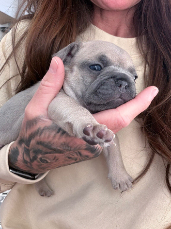 4 female French Puppies available