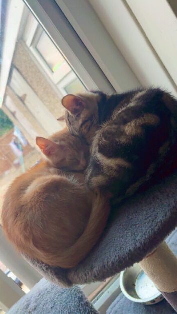 4 month old male kittens