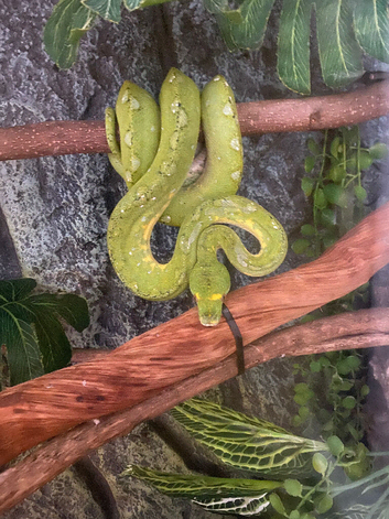Male Biak Green Tree Python 3 years old