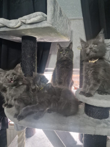 Pure maincoon kittens