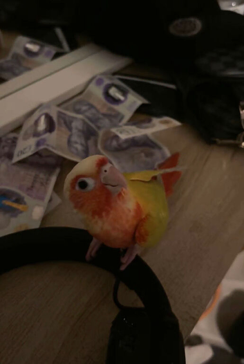 SUN CHEECK CONURE (️FLIGHT CAGE / FOOD/TREATS/TOYS OPTIONAL)