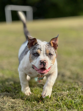 pocket bully 5 months old