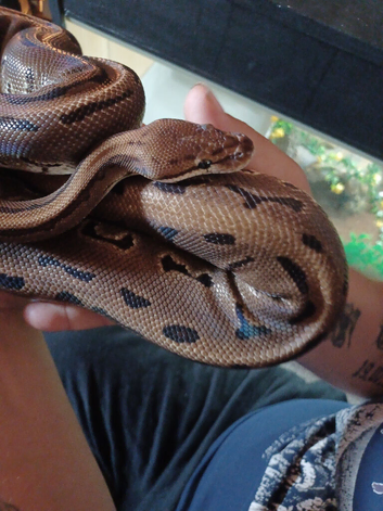 6 year old ball python