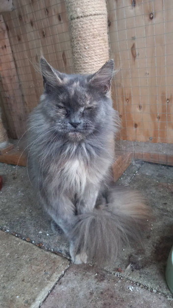 Maine Coon Looking for a New Home