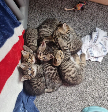 Bengal x kittens