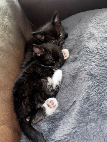 2 kittens &pound;80 for pair